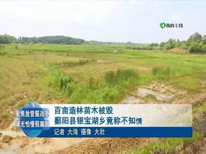 百亩造林苗木被毁，鄱阳县银宝湖乡称不知情 绿肺受伤背后的深层反思