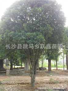 湖南苗圃精品桂花树12 14cm乔木绿化苗木丹桂八月桂月月桂小苗