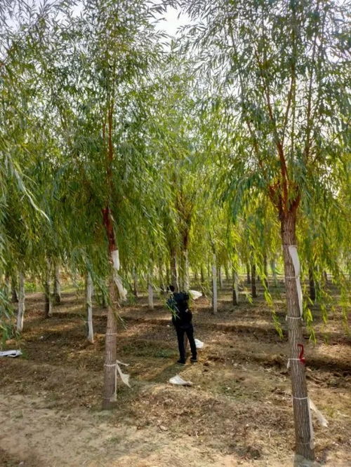 保定市邦秀园林绿化工程有限公司成功入驻苗木通，专供精品金枝槐与垂柳，助力造林绿化项目