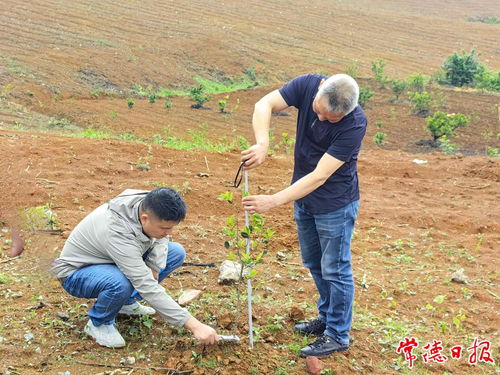 抽检合格率100% 专家组高度肯定常德造林地苗木质量