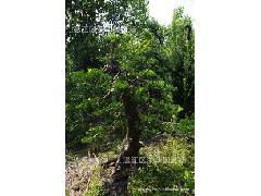 产地直销一级优质绿化苗木与精品桩头，助力绿色造林事业