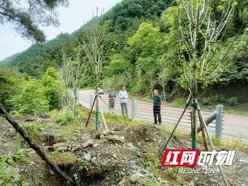 武陵源区林业局开展多彩森林廊道建设造林苗木成活率检查