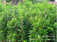 优质绿化苗木供应商——浏阳桂其苗圃长期供应法国冬青