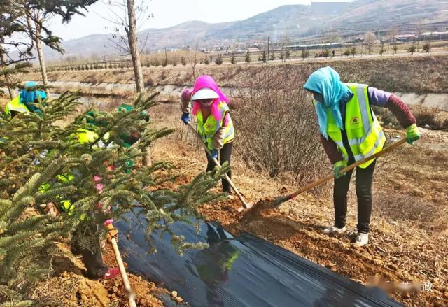 绿满山川 和政县春季植树造林工作火热展开