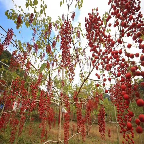 顺通苗木种植 山桐子树苗 荒山湿地护坡造林苗木
