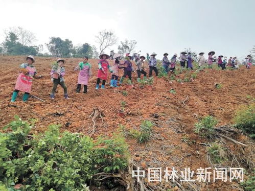 防疫造林两不误，绿满高峰正当时