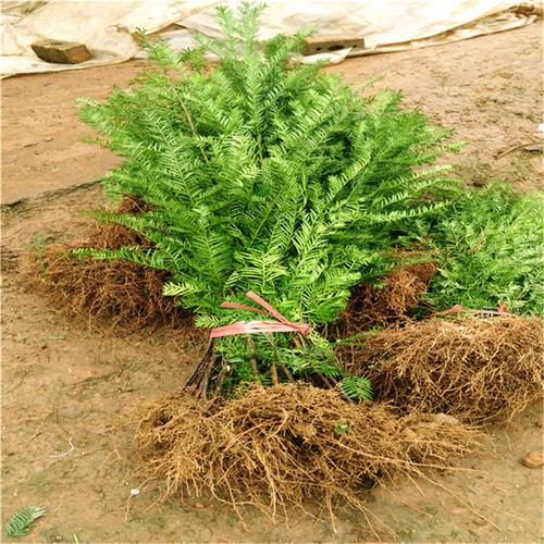 基地批发南方红豆杉树中苗经济造林苗木别墅庭院绿植园林景观绿化