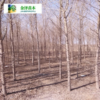 六盘水榆树资阳榆树_河北保定博野金泽绿化苗木基地_商国互联网