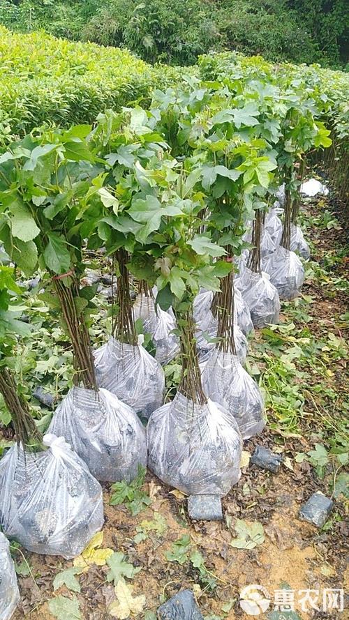 造林苗枫香 供应各种造林苗木
