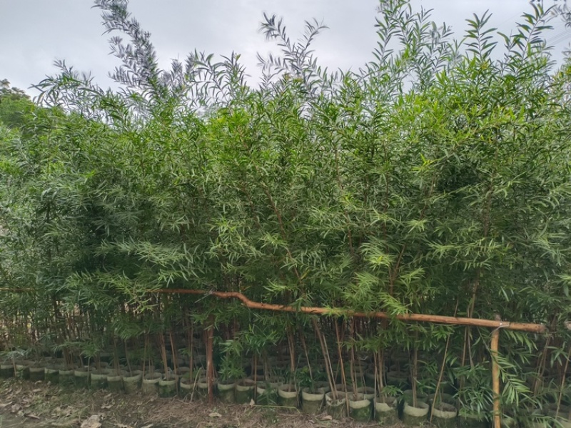 [相思树苗批发]广东揭阳普宁市相思树苗 12.00元/棵造林苗台 _ 一亩田