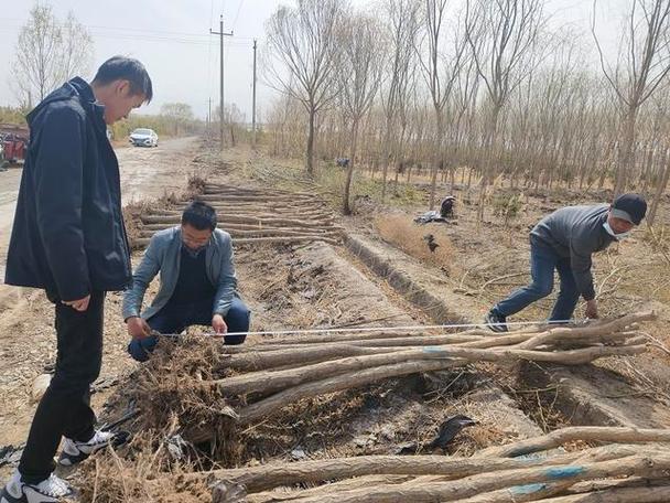 高台县林业和草原局 严把出圃苗木质量关 确保造林成活率