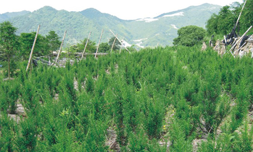 缙云仕南苗木:致力曼地亚红豆杉人工培育种植